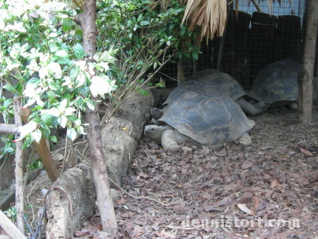 Tortoises in Avilon Zoo, Rizal Philippines